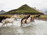 Caballos cruzando el río
