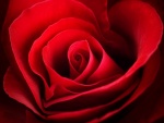 Pétalos de una rosa roja