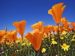 Amapolas naranjas y flores silvestres amarillas