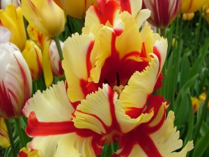 Postal: Tulipanes coloridos