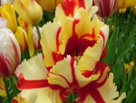 Tulipanes coloridos