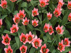 Plantación de tulipanes rosas