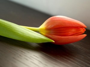 Postal: Pimpollo de tulipán naranja