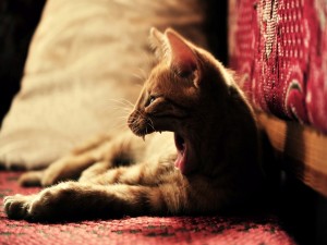 Un gato bostezando