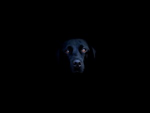 Postal: Un perro negro en la oscuridad