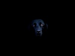Un perro negro en la oscuridad