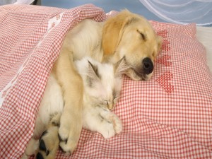 Postal: Perro durmiendo con un gato