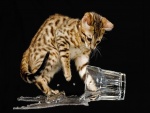 Gato jugando con un vaso de agua
