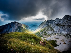 Postal: Capra ibex y parapente en las montañas