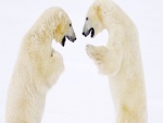 Dos osos polares