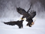 Águilas pescando en el hielo