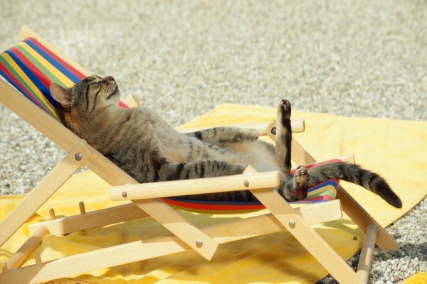 Un gato tumbado al sol