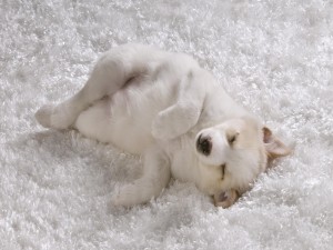 Postal: Perro dormido en una alfombra blanca