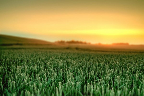 Campo de trigo verde