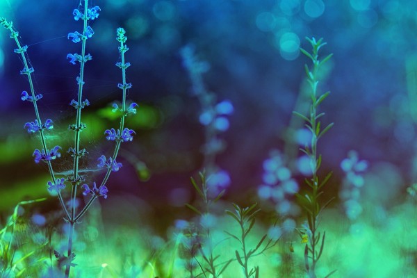 Telaraña entre flores azules