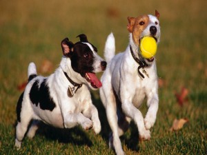 Postal: Perros jugando con una pelota