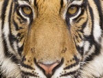 La cara de un tigre
