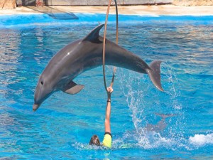 Postal: Delfín saltando por el aro en un delfinario