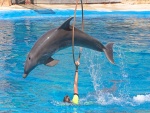 Delfín saltando por el aro en un delfinario