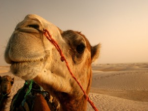La cara de un camello