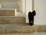 Gato negro en la escalera