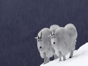 Cabras blancas o Cabras de las rocosas