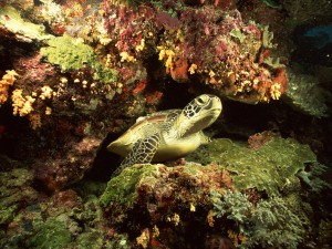Una tortuga entre rocas marinas