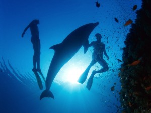 Nadando con un delfín