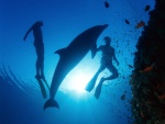 Nadando con un delfín
