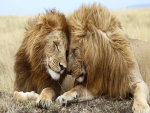 Amistad entre leones