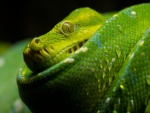 Serpiente verde lima