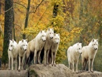 Manada de lobos árticos