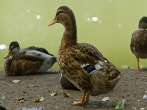 Postal: Patos en el estanque