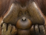 La cara de un orangután