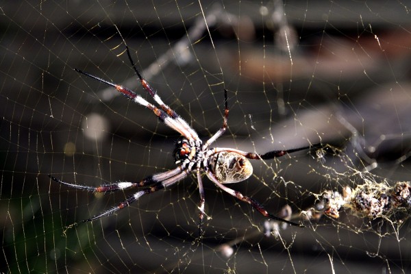 Una gran araña en su telaraña