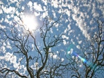 Árboles desnudos bajo un cielo con sol y nubes