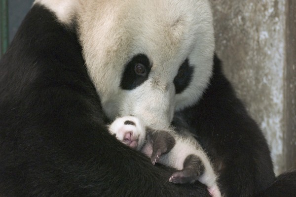 Mamá panda con su bebé