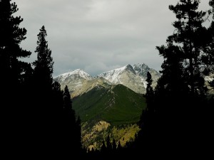 Montañas y pinos