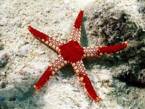 Estrella de mar en el suelo marino