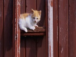 Gatito subido en la escalera roja