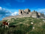 Vaca pastando cerca de un castillo