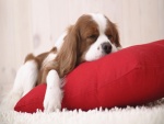 Perro dormido sobre un cojín rojo