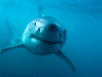 La cara del tiburón