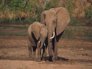 Postal: Pequeño elefante con su madre