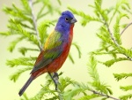 Pájaro de varios colores
