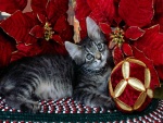 Gato junto a una flor de pascua