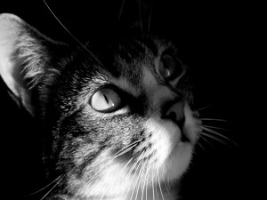 Postal: Foto en blanco y negro de un gato