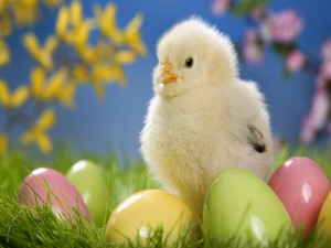 Pollito y huevos de colores