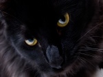 Gato negro de ojos dorados