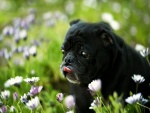 Bulldog francés entre flores